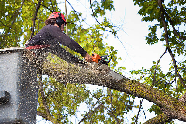 Best Storm Damage Tree Cleanup  in USA